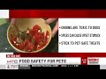 Food safety for pets during Cinco de Mayo