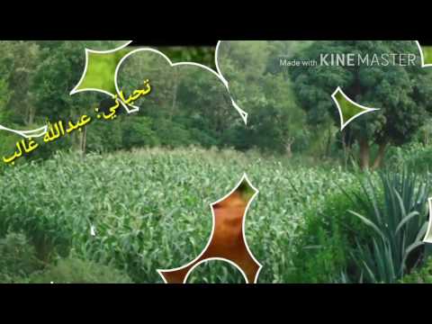 قريه تباشعه شرق صبر