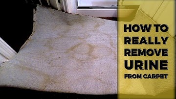 How To Really Remove Pet Urine From Carpet | Lincoln CA