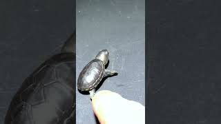 Cute Baby Turtle