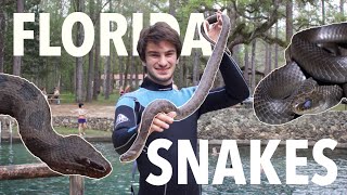 Catching BIG SNAKES At a Florida SPRING And More! (Spring Break Herping 2021 Part 2)