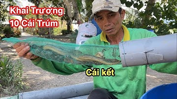 Đặt Trúm Lươn Mùa Nước Rút " Bài Mồi Gia Truyền" Chạy Toàn Lươn Khủng | Bông Lúa Đồng Tháp