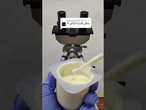 بكتيريا الزبادي تحت الميكروسكوب  زبادي الزبادي
