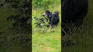 Silverback Takes Younger Gorillas Food, But Wait Until The End! #Gorilla #Silverback #Asmr #Mukbang