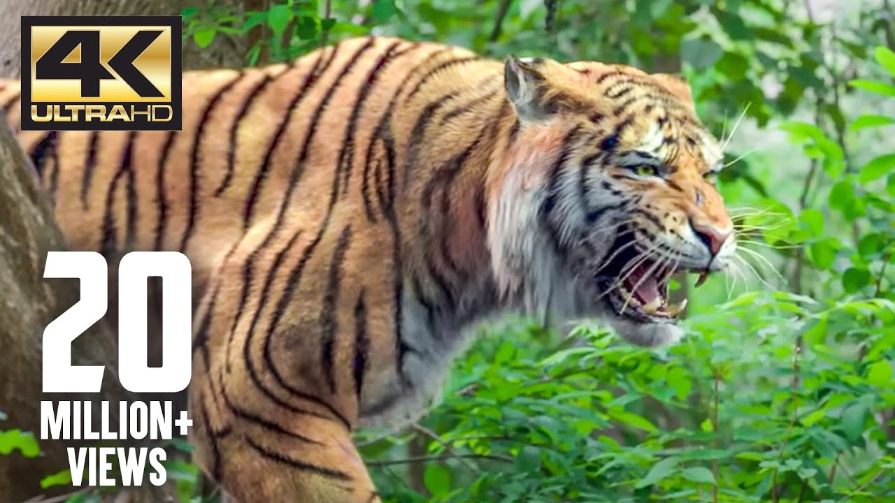 The tiger is back  Mirugaa  4K English Subtitle