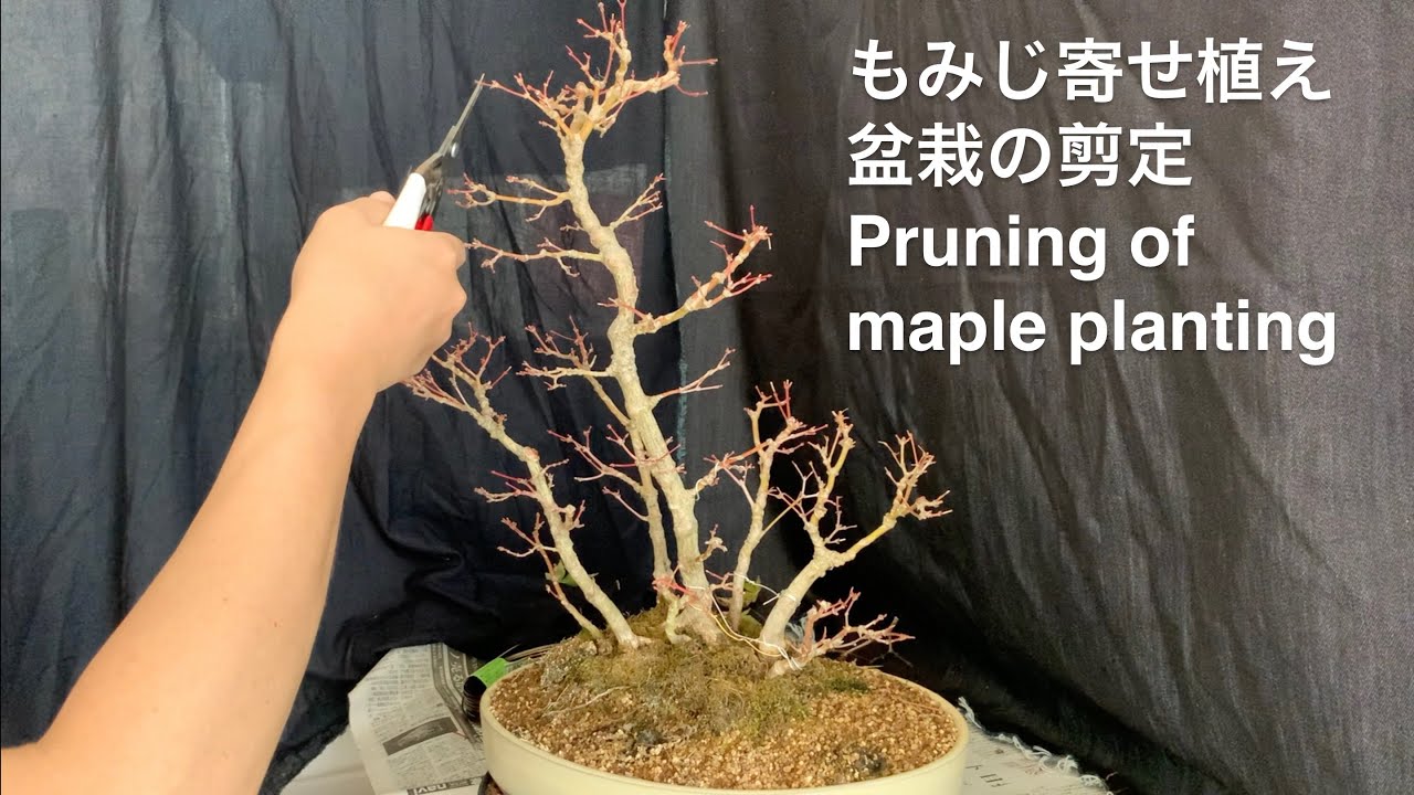 もみじ寄せ植え盆栽の剪定 Pruning Of Maple Planting Youtube