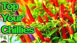 Topping Trimming & FIMing Chillies