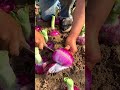The Most Satisfying Red Onion Harvest Shorts The Most Satisfying Red Onion Harvest Shorts