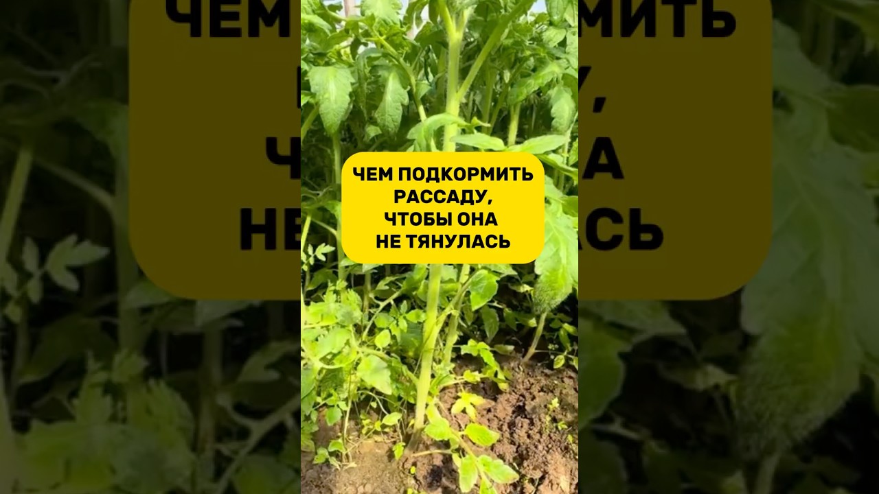 Артикул на то самое чудо-средство 320486167 (wb)