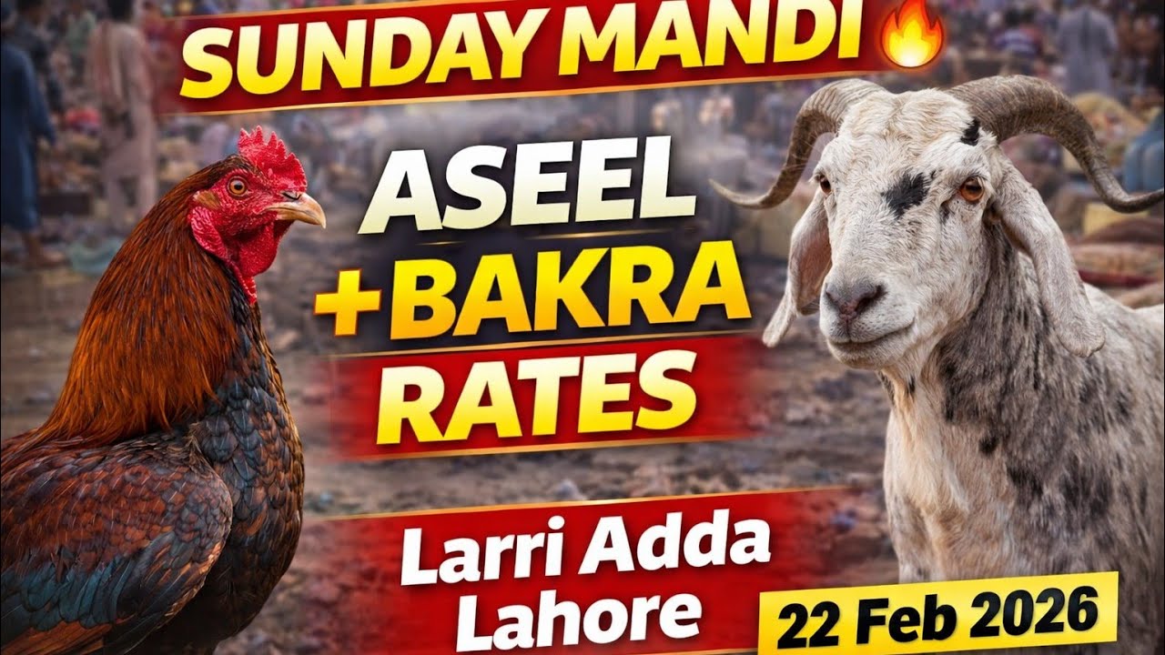 🔥 Aaj Ki Aseel Ki Mandi 🐓 | Lahori Aseel Market | Sunday Birds Market Lahore | 22 Feb 2026
