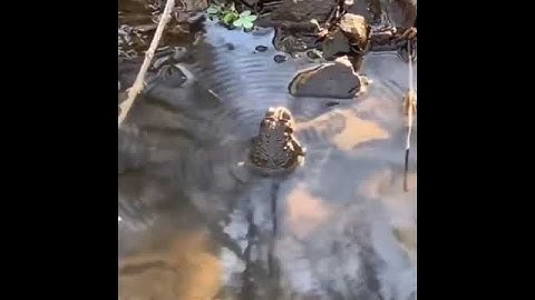 frog sounds #pythons #how #wild #wild #sloth #rats #frog #reptileshow #lizards #hedgehogs