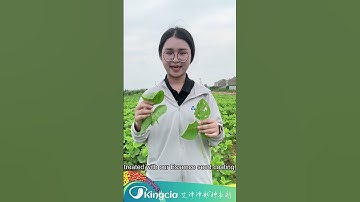 Nanjing Essence soybean seed coating agent