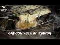 Venomous GABOON VIPER: A Deadly Beautiful Species from Uganda