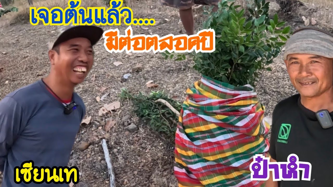 เจอต้นแล้ว…ตามดูทีมงานต่อนกเขาใหญ่