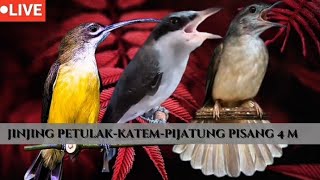 masteran nilai tinggi | kapas tembak, pijantung pisang dan jinjing petulak