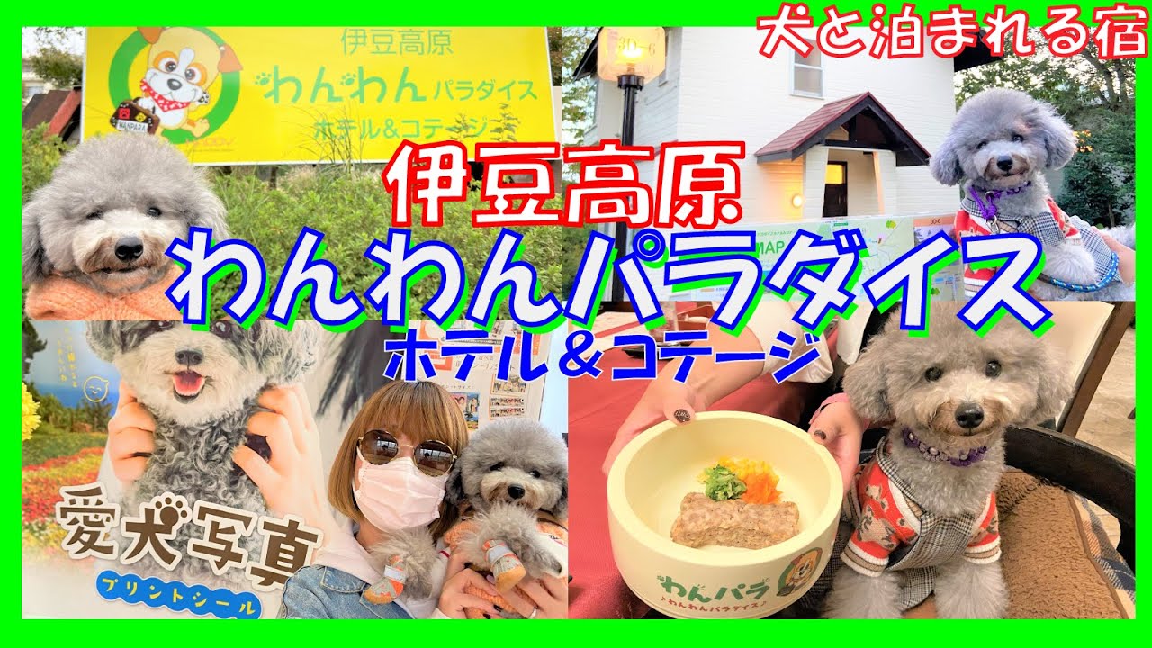 伊豆 犬 と 泊まれる コテージ