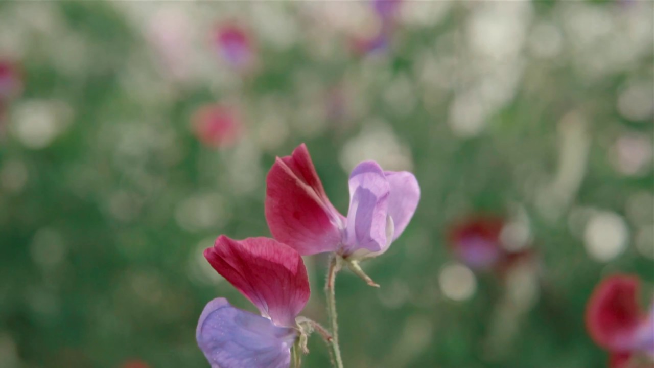 Flowers For The Future - Gordon Castle Walled Garden