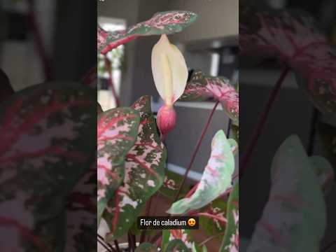 Video: Informații despre florile de Caladium - Aflați despre înflorirea plantelor de Caladium