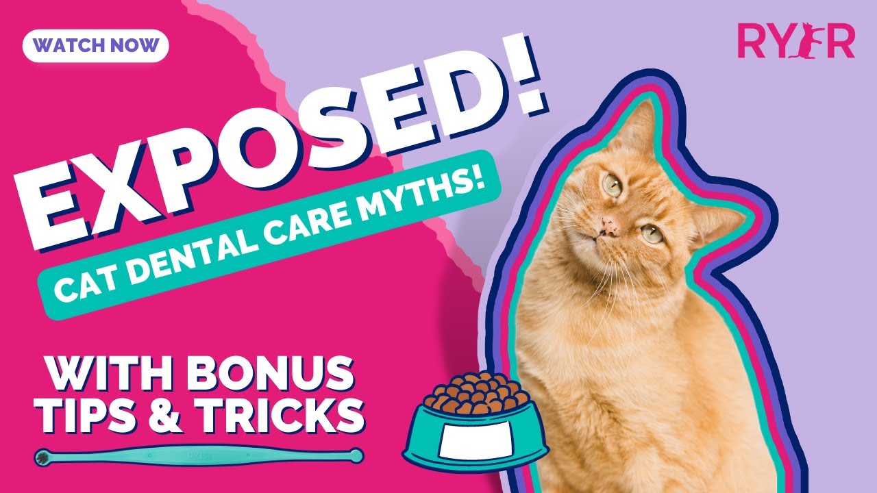 EXPOSING Cat Dental Care Myths! How Can YOU Apply Expert Tips & Tricks