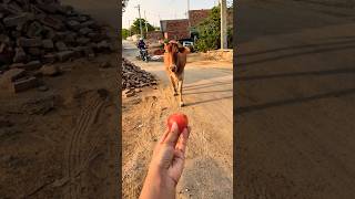 Meri gaiya aati hai mujhko doodh pilati hai #merigaiyaaatihai #cowvideos ##gaiyamerigaiya #cow #cows