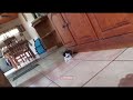 Kitten gets scared by fake white tiger Mp3 Song