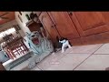 Kitten gets scared by fake white tiger