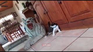 Kitten gets scared by fake white tiger screenshot 2