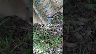 Releasing the coastal python