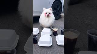 Refuse to waste food!#nico #funny #smartnico #dog #cute