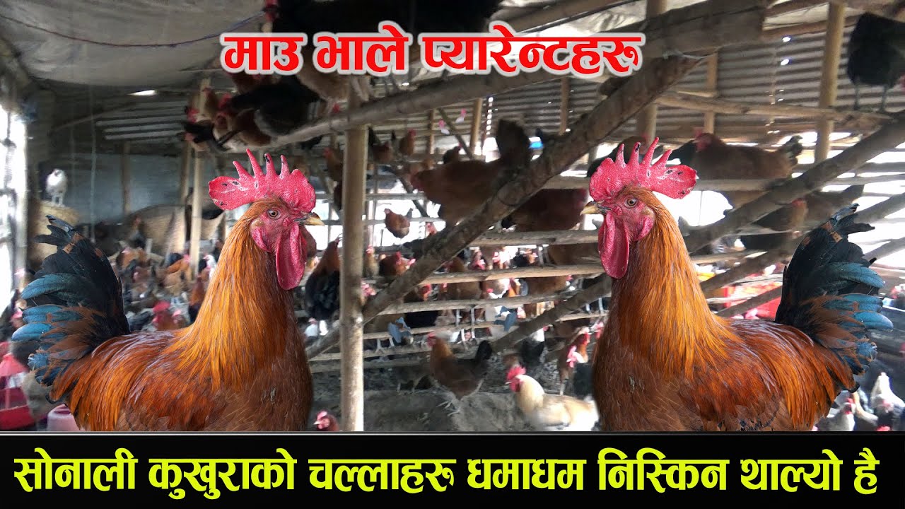 हाम्रो फार्मको सोनालीको प्यारेन्टहरु | sonali poultry farm business plan, lokal kukhura palan tarika