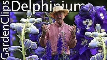 Delphinium - Larkspur - Growing Delphinium