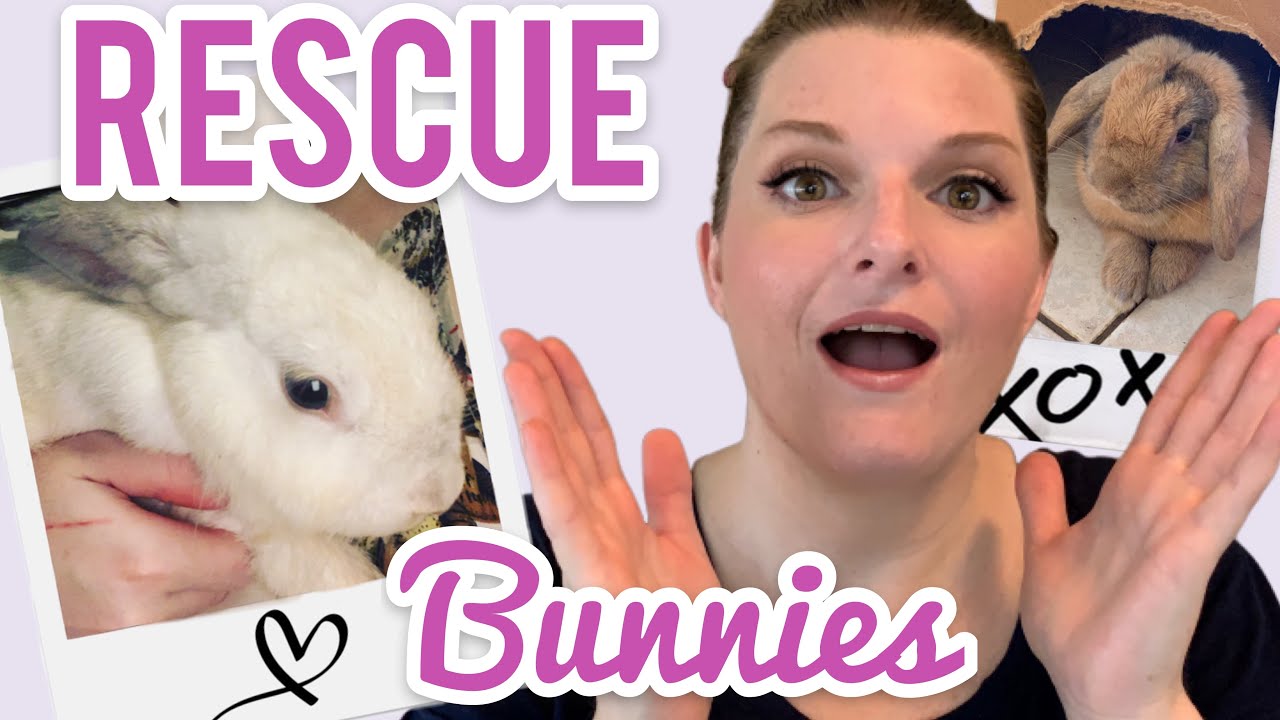 bunny แปลว่า Meet My New Rescue Bunnies | Tiffany’s Bunny Rescue