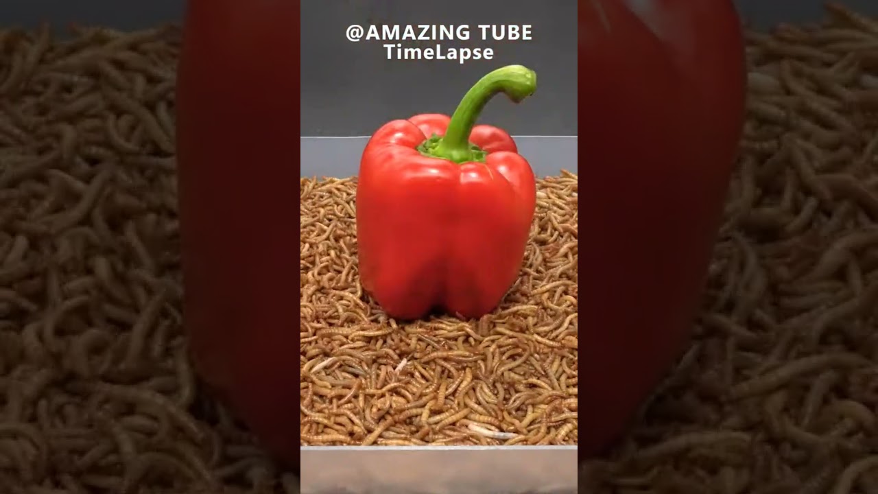 Feed the worms bell peppers and the end result