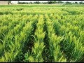 गेंहू की दोगुनी उपज के लिए करें इस तरीके से बुवाई Part-1॥ Best method to boost wheat yield