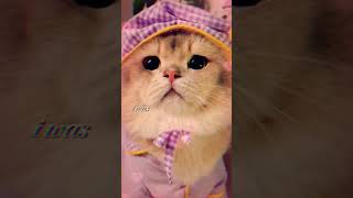 bagaimana mukasi kucing masih mirip gak sama yang duluin 😆😍😁