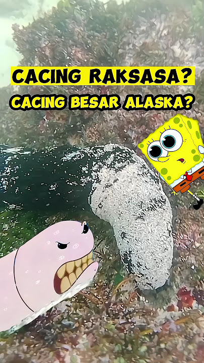Cacing besar Alaska Spongebob ada di Indonesia? #animals #spongebob #hewan