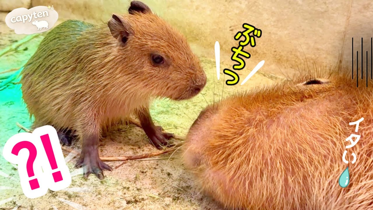 Baby Capybara Jumps Over Dad and Pulls Out His Whiskers?! 😱 - YouTube