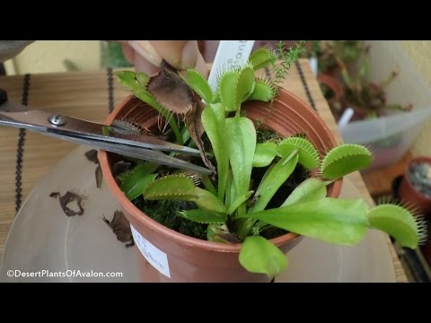 How to Trim / Prune Carnivorous plants - Venus flytrap & Nepenthes