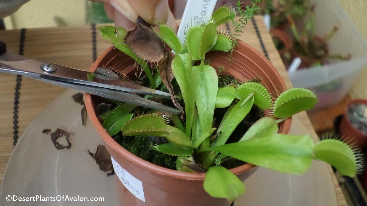 Do you leave your fly carcasses inside the traps? Best method for removal?  : r/VenusFlyTraps