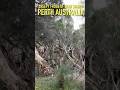 Creepy Frogs of Star Swamp in Perth Australia 🇦🇺