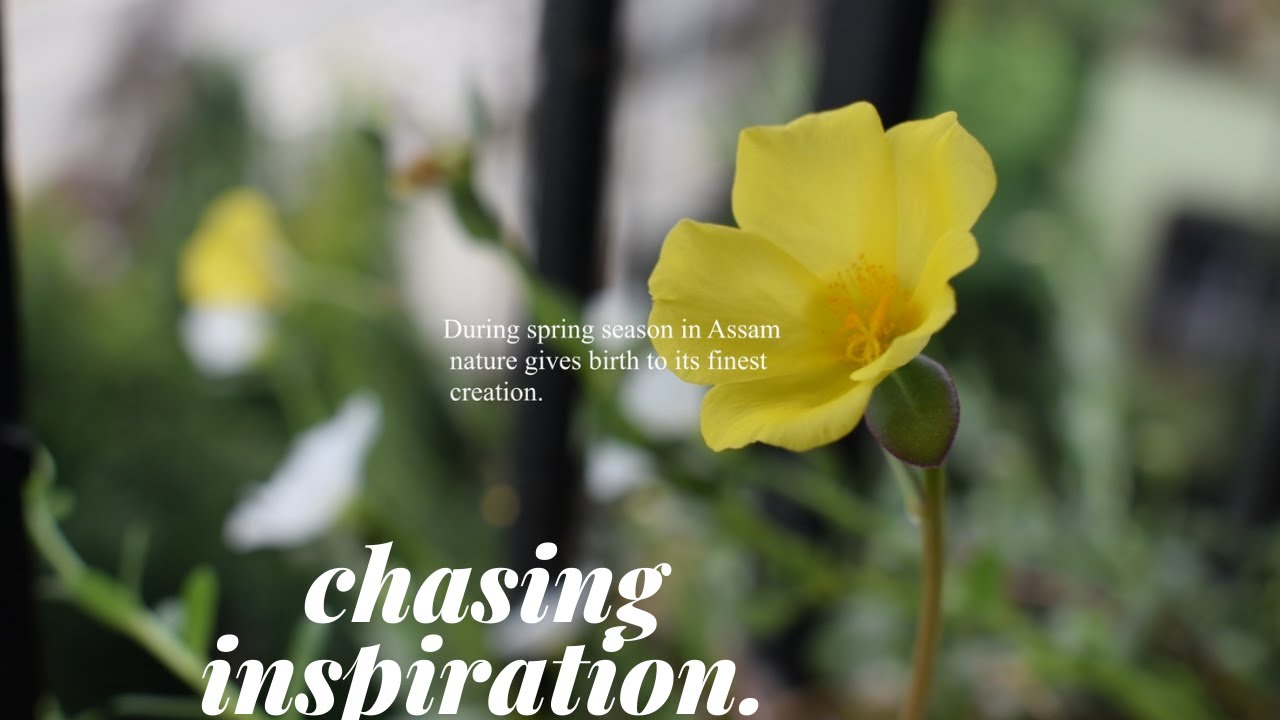 Spring In Assam chasing inspiration(spring in Assam) - YouTube
