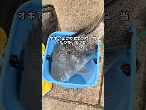 4/4南芦屋浜　アジとチヌ情報(動画フィッシングマックス芦屋店)