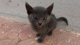 kittens just need the love by ANIMAL TUBE 417 views 1 month ago 12 minutes, 28 seconds