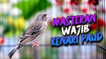 SUARA BLACKTHROAT GACOR UNTUK MASTERAN KENARI PAUD BELAJAR BUNYI
