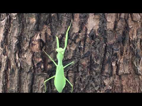 Mantis Movement Vunja Chungu 4K