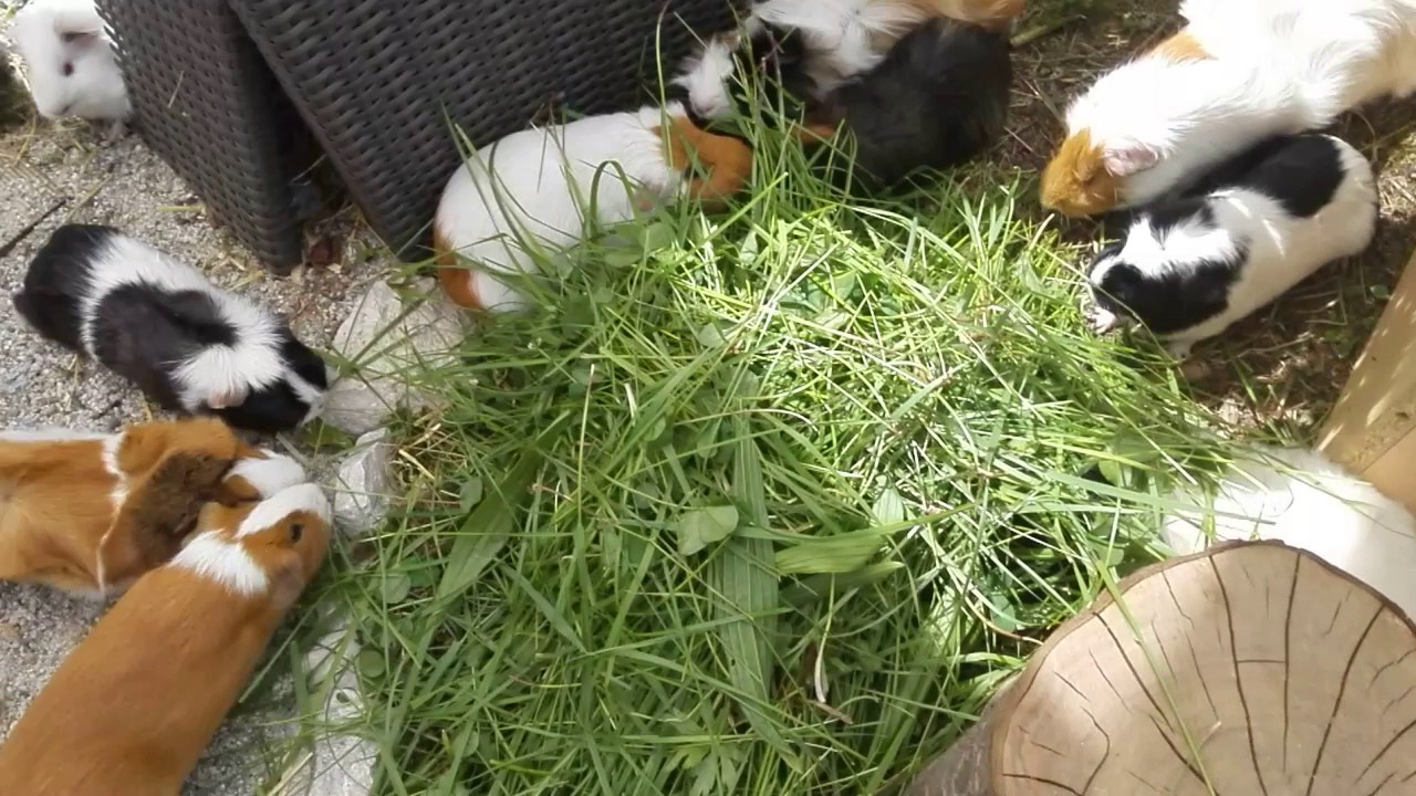 Eure Hilfe für die Meerschweinchenfarm.