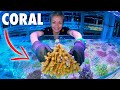 World's *LARGEST* CORAL Collector... [Tour] Inside!! (Australia)