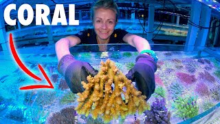 World's *LARGEST* CORAL Collector... [Tour] Inside!! (Australia)