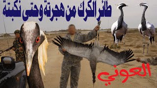 الحلقة 2 || طائر الكرك GRUS GRUS من تفقيسه من بيضته وحتى هجرته وقتلة ونكبته