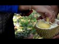 Nilai Durian Musang King Seperti Emas